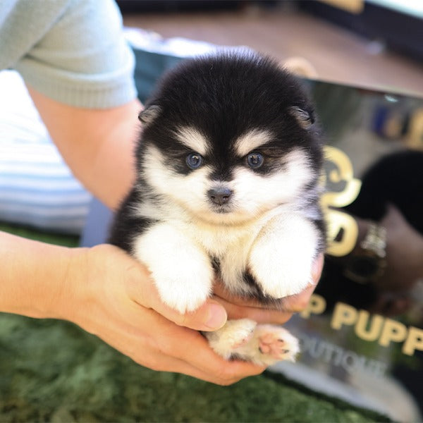 Pomsky - Dodo (Male)