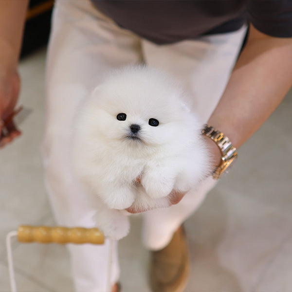 Pomeranian - Bboro (Male)