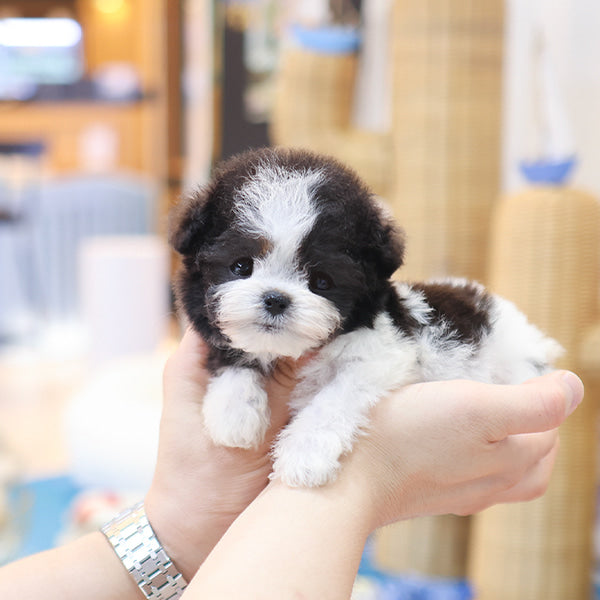 Poodle - Qua (Female)