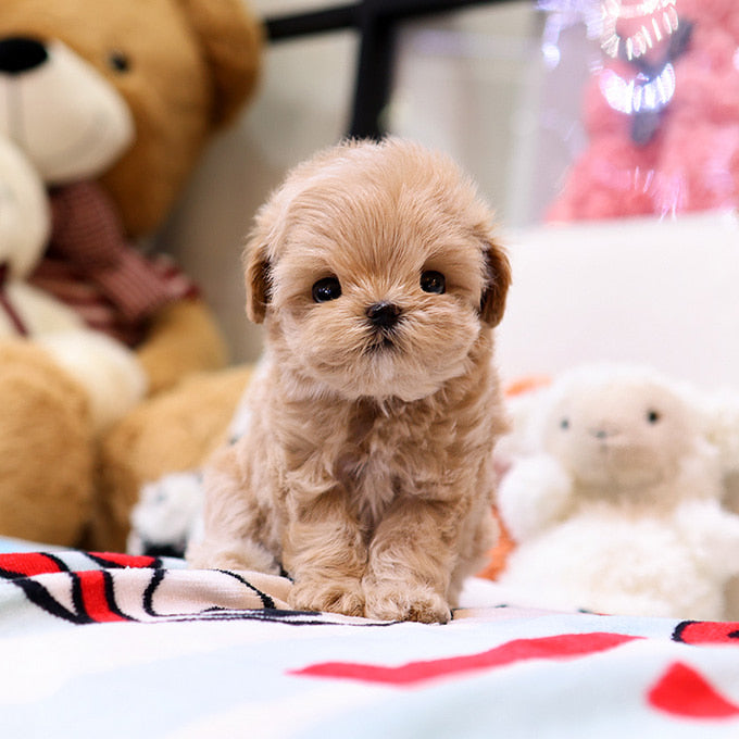 Maltipoo - Poyu (Male)