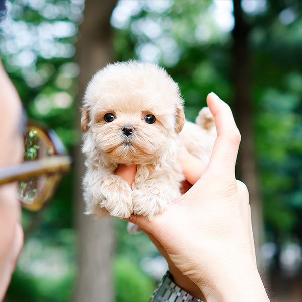 Maltipoo - Mallang (Female)