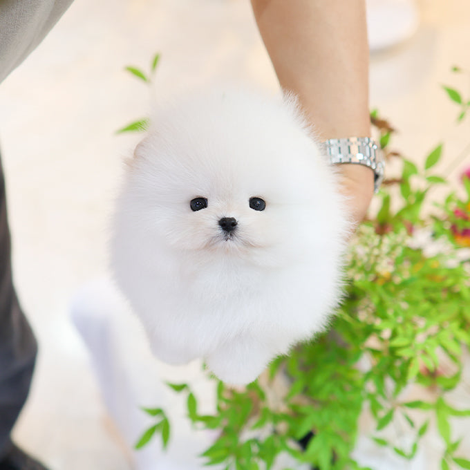 Pomeranian - Sugar (Male)