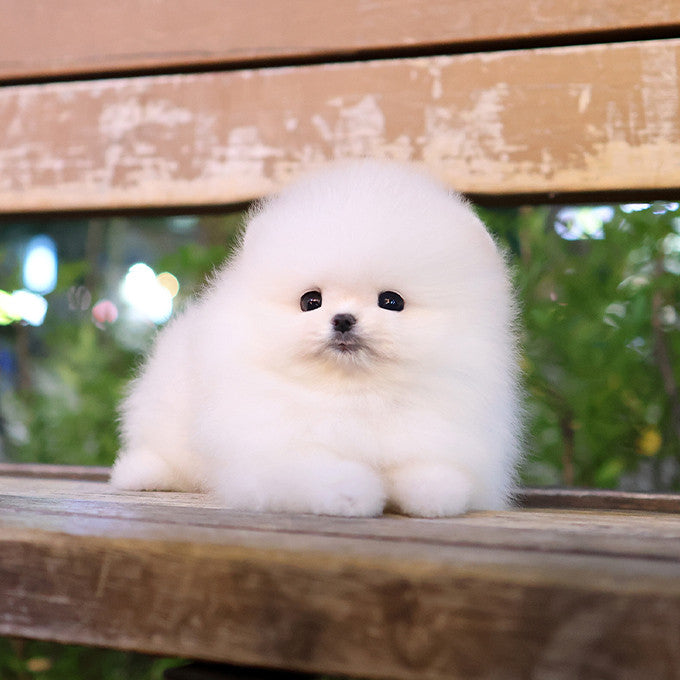 Pomeranian - Satang (Male)