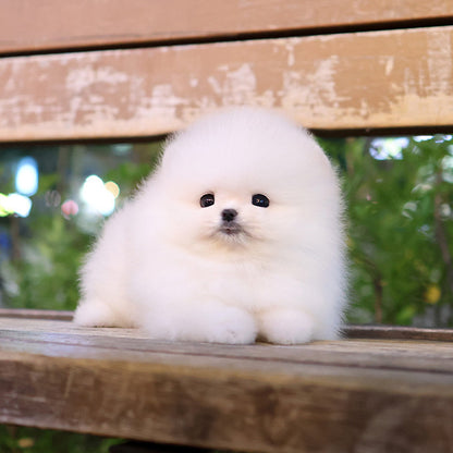 Pomeranian - Satang (Male)