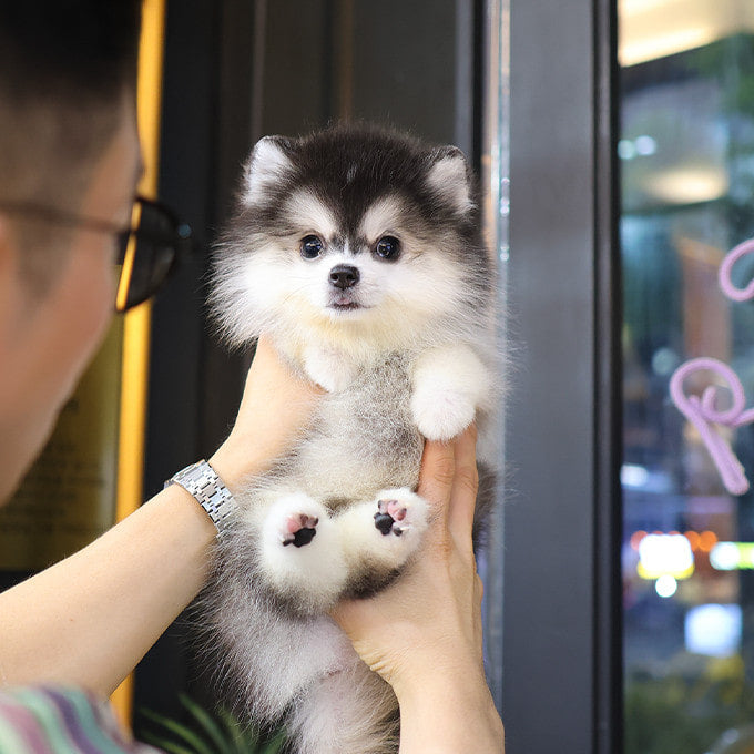 Pomsky -  Ska (Male)