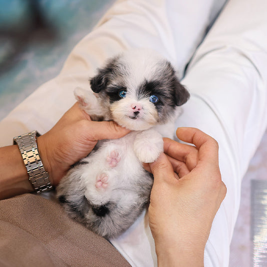 Maltipoo - Chewy (Female)