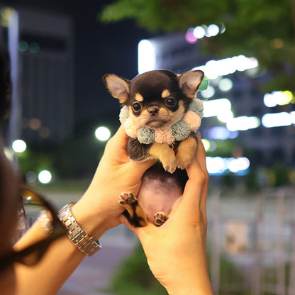 Chihuahua - Cocoa (Female)