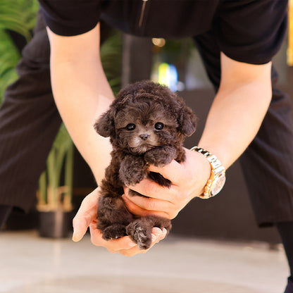 Poodle - Puha (Male)