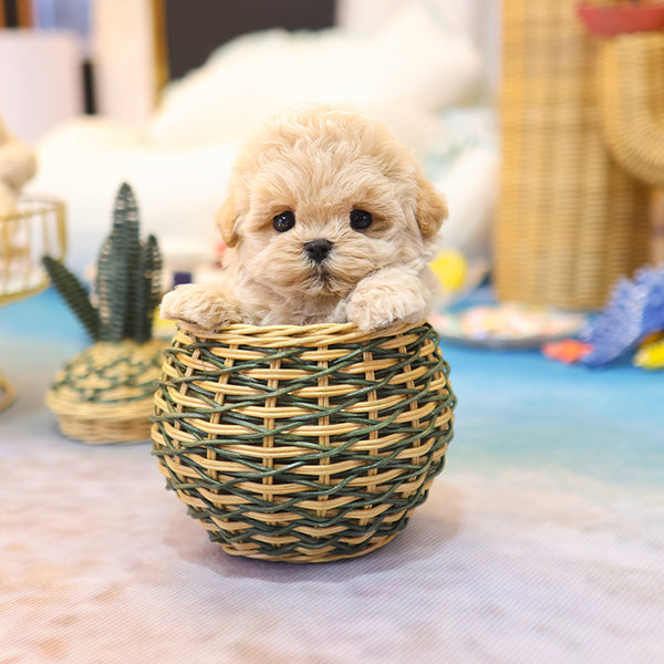 Maltipoo - Cookie (Female)