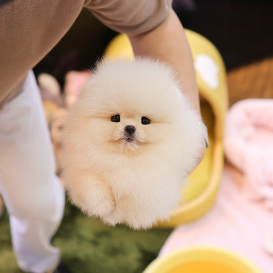 Pomeranian - Ppoya (Female)