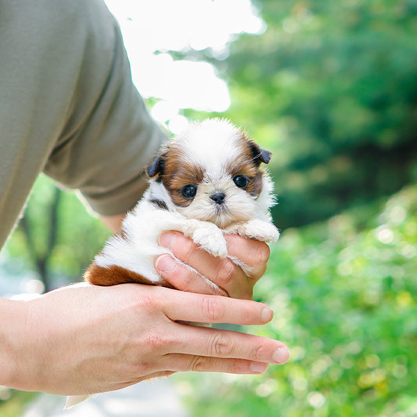 Shihtzu - Atti (Female)