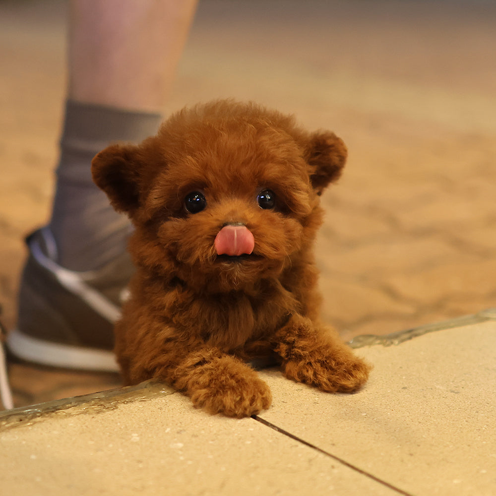 Poodle - Benny (Female) $3500