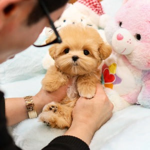 Maltipoo - Yaho (Male)