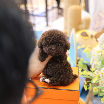 Poodle - Koa (Female)