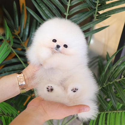 Pomeranian - Poni (Female)