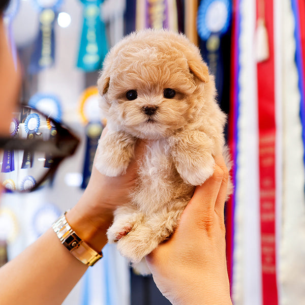 Maltipoo - Wipung (Female)