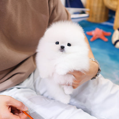Pomeranian - Persian (Female)