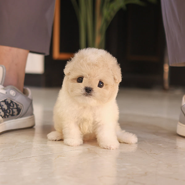 Maltipoo - Yugwa (Female)