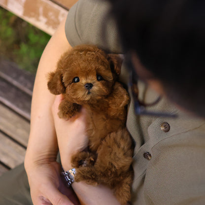 Poodle - Roy (Female)