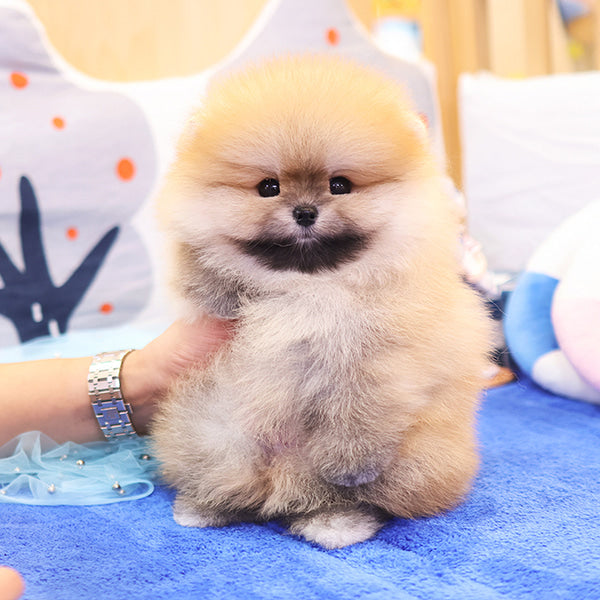 Pomeranian - Deundeun (Male)