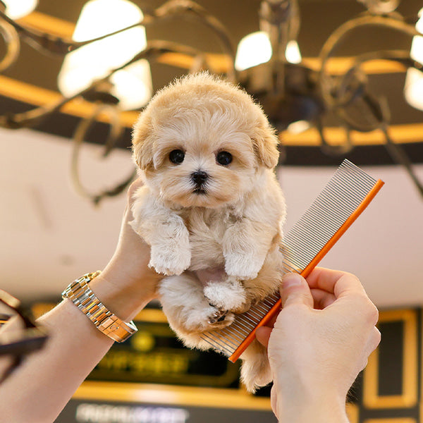Maltipoo - Jiji (Female)