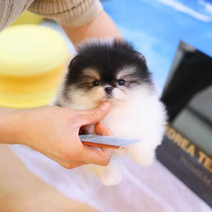 Pomeranian - Wuyu (Male)