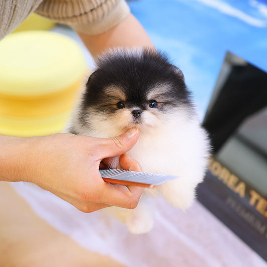 Pomeranian - Wuyu (Male)