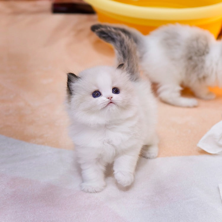 Ragdoll - Yangmal (Male)