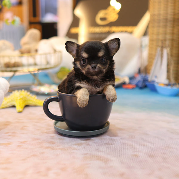 Chihuahua - Chichi (Female)
