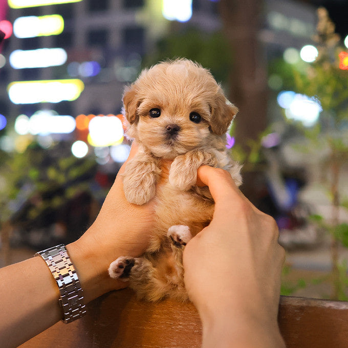 Maltipoo - Bonggu (Male)