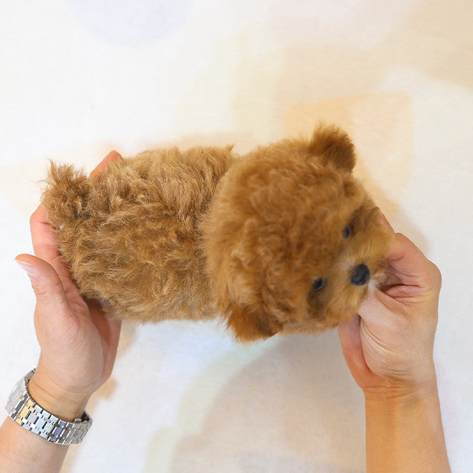 Poodle - Banana (Male)