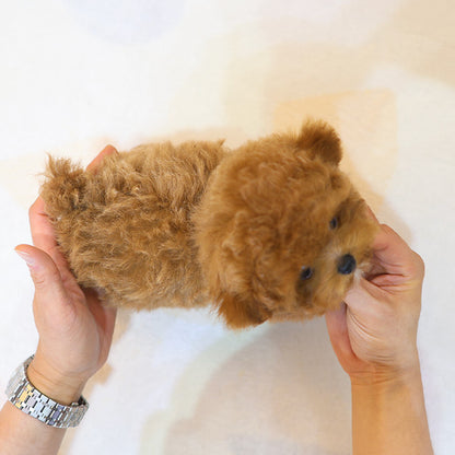 Poodle - Banana (Male)
