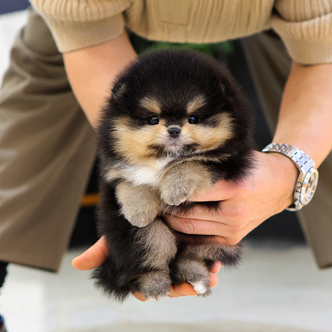 Pomeranian - Baengkeu (Male)