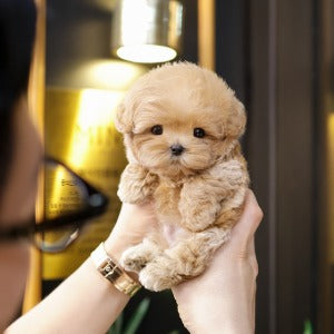Maltipoo - Peter (Male)