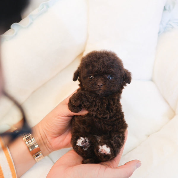 Poodle - Koa (Female)