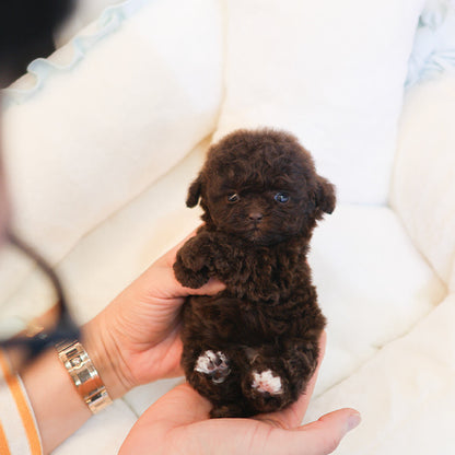 Poodle - Koa (Female)