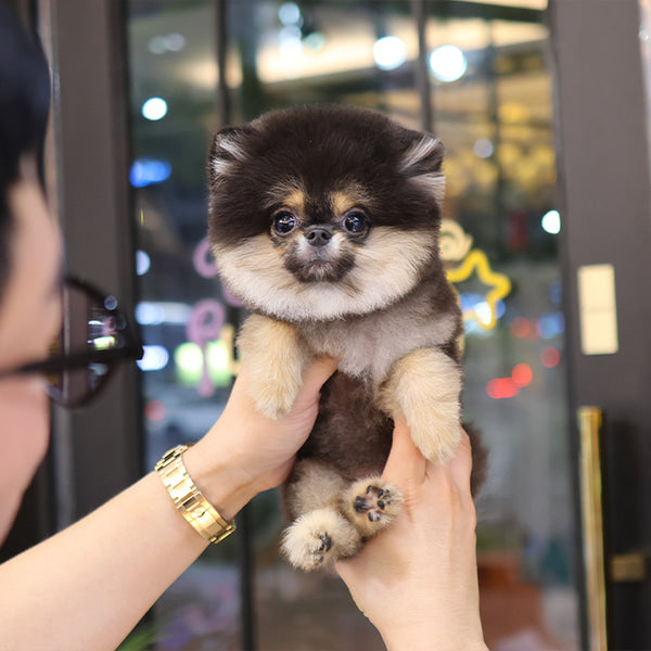 Pomeranian - Nabi (Female)