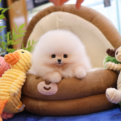 Pomeranian - Poni (Female)