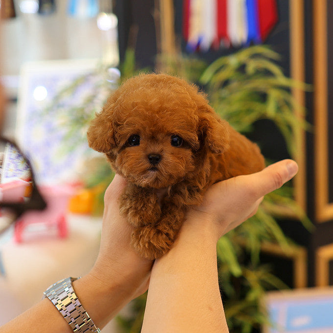 Poodle - Siat (Male)