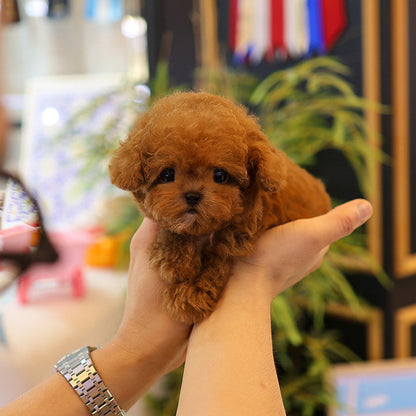 Poodle - Siat (Male)