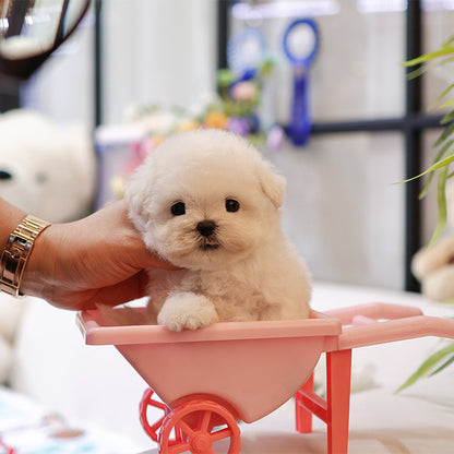 Bichon Frise - Bingbing (Male)