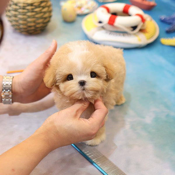 Maltipoo - Chyabi (Male)