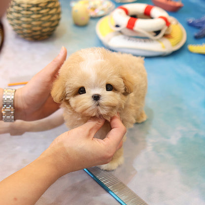 Maltipoo - Chyabi (Male)