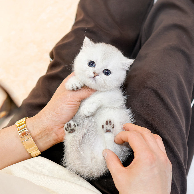 Munchkin - Syuting (Female)