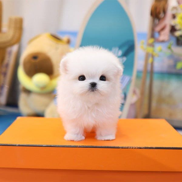 Maltese - Kobi (Male)