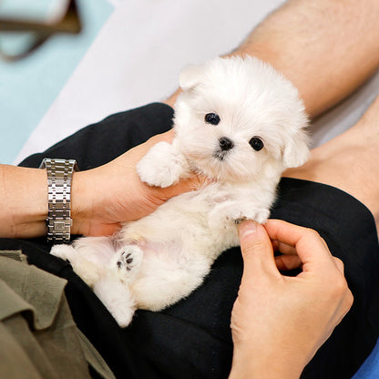 Maltese - Seuta (Male)