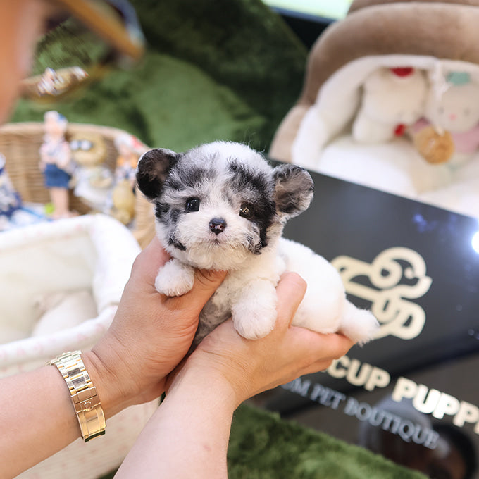 Poodle - Seolgi (Female)
