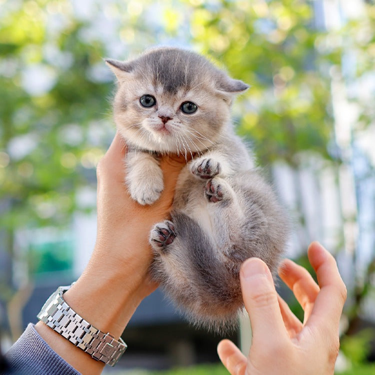 Munchkin - Sinamo (Female)