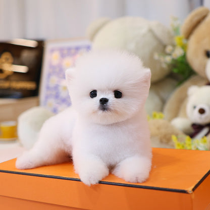 Pomeranian - Chappo (Male)