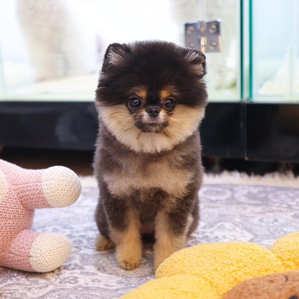 Pomeranian - Nabi (Female)